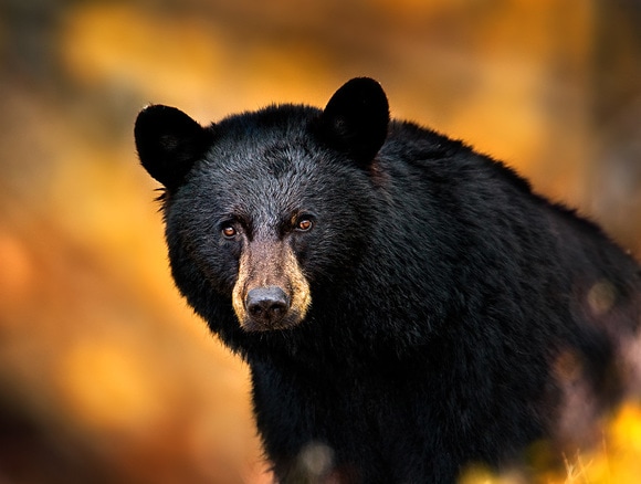 North American Black Bear - Holloman 49ers